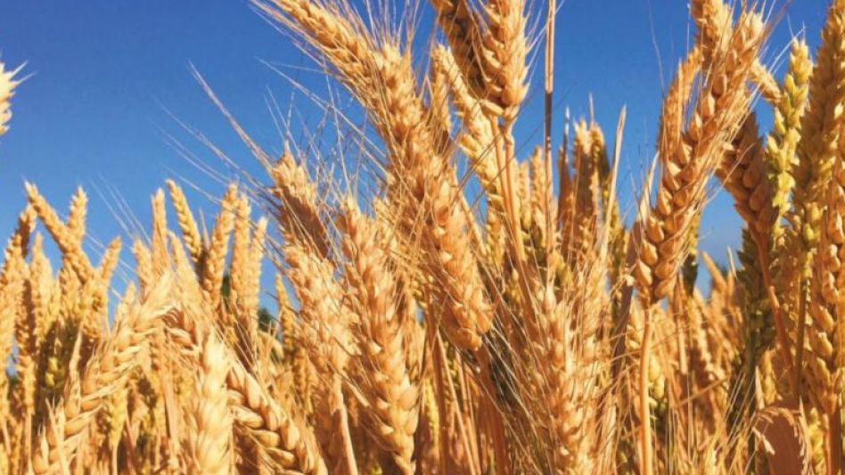 Analistas prevén la peor cosecha de trigo en siete años
